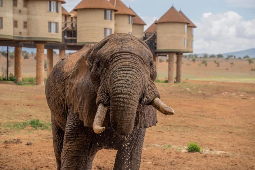 Ein Elefant im Vordergrund vor den runden Türmen auf Stelzen der Salt Lick Safari Lodge