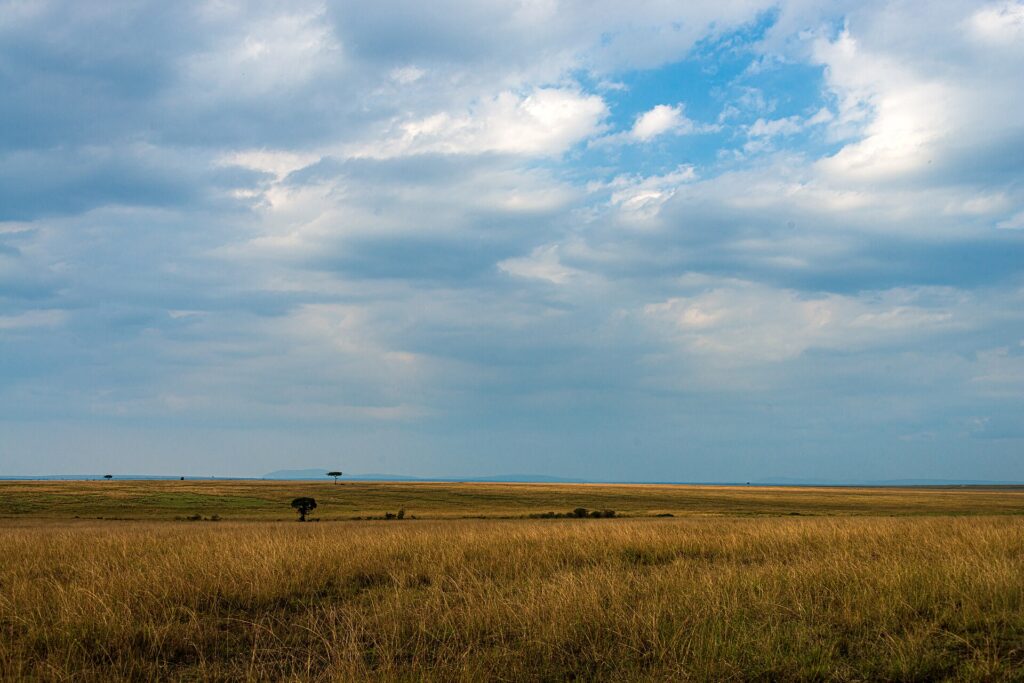 Eine Ebene aus goldenem Gras bis zum Horizont unter einem weiten Wolkenhimmel, mit zwei einzelnen Akazien in der Ferne
