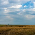 Eine Ebene aus goldenem Gras bis zum Horizont unter einem weiten Wolkenhimmel, mit zwei einzelnen Akazien in der Ferne