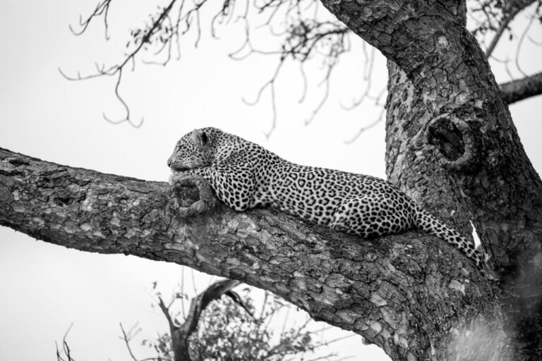 Ein Leopard liegt auf einem dicken Ast, in Schwarzweiß