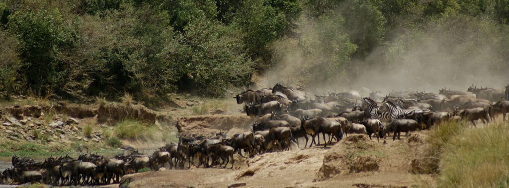 Eine Gnuherde und einige Zebras klettern nach der Überquerung die staubige Böschung hinauf, in einer Staubwolke vor den Büschen