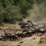 Eine Gnuherde und einige Zebras klettern nach der Überquerung die staubige Böschung hinauf, in einer Staubwolke vor den Büschen