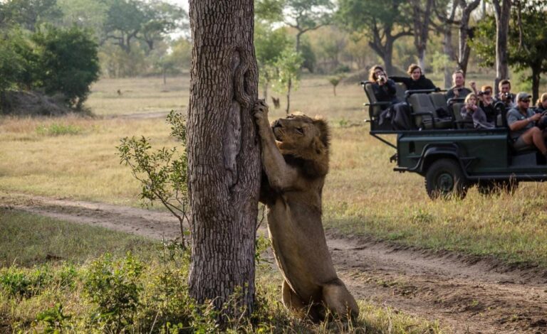 Ein Löwe richtet sich an einem Baumstamm auf, vor einem offenen 4x4, dessen Insassen ihn fotografieren