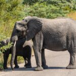 Eine Elefantenkuh überquert im Profil eine Asphaltstraße, ein junger Elefant hinter ihr reißt Blätter vom Busch am Straßenrand, ringsum grüner Busch