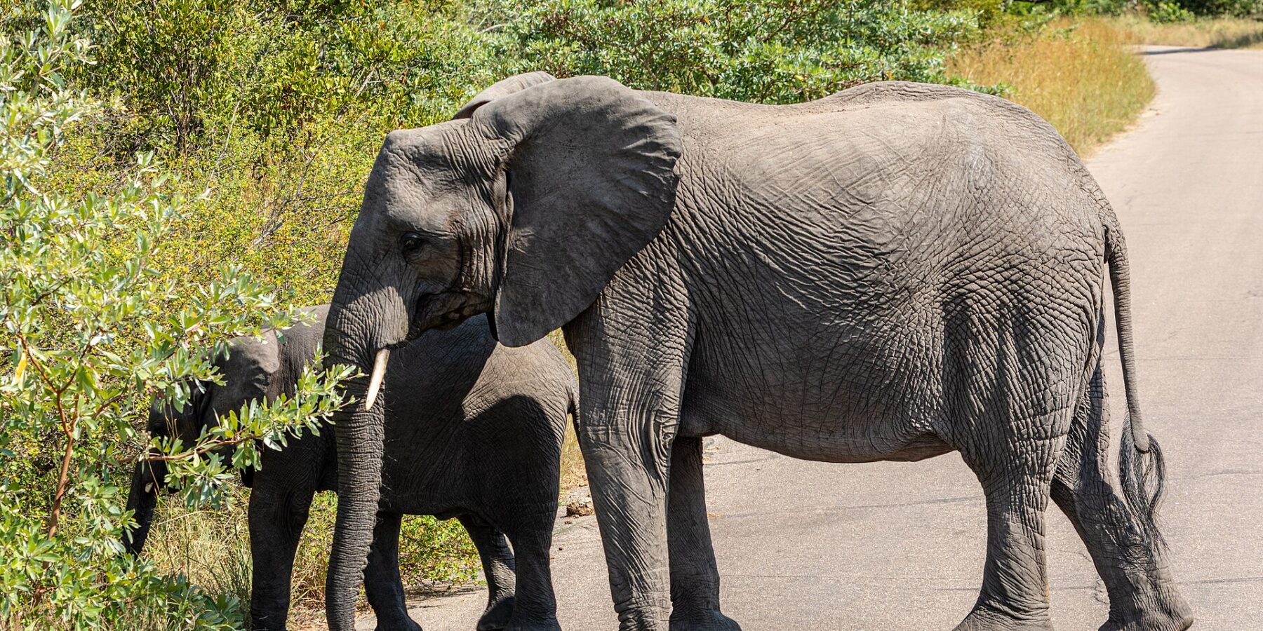 Eine Elefantenkuh überquert im Profil eine Asphaltstraße, ein junger Elefant hinter ihr reißt Blätter vom Busch am Straßenrand, ringsum grüner Busch