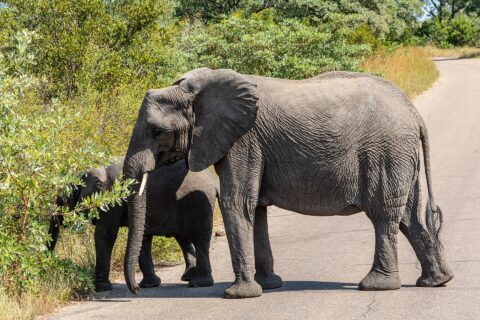 Eine Elefantenkuh überquert im Profil eine Asphaltstraße, ein junger Elefant hinter ihr reißt Blätter vom Busch am Straßenrand, ringsum grüner Busch