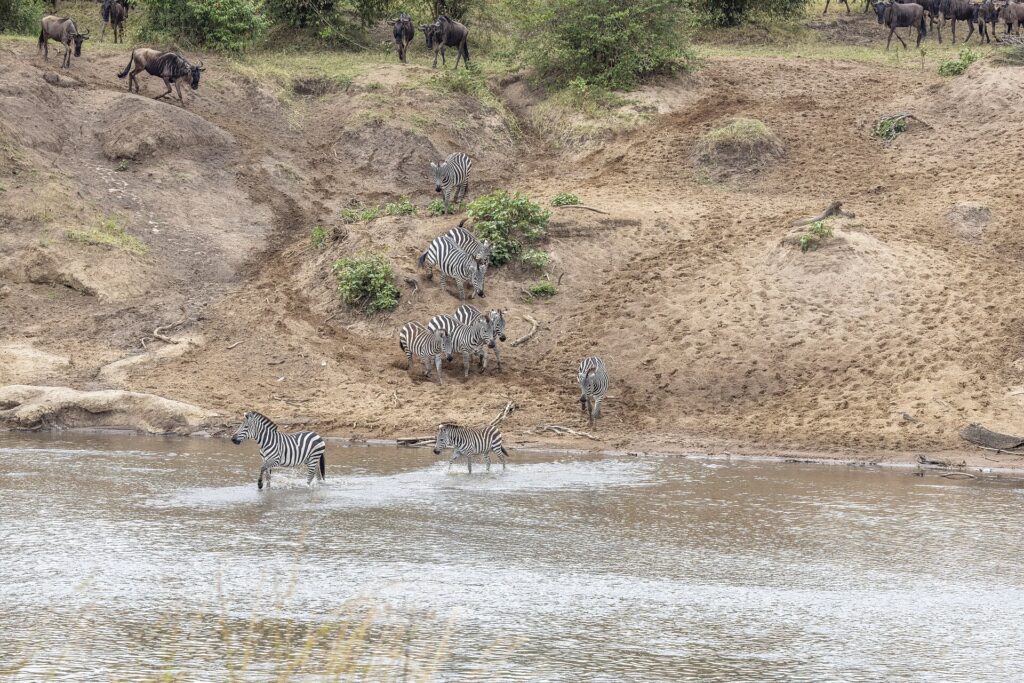 Zebras steigen ein Sandufer hinab und durchqueren den Fluss an einer Furt, oben am Hang warten Gnus