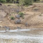 Zebras steigen ein Sandufer hinab und durchqueren den Fluss an einer Furt, oben am Hang warten Gnus