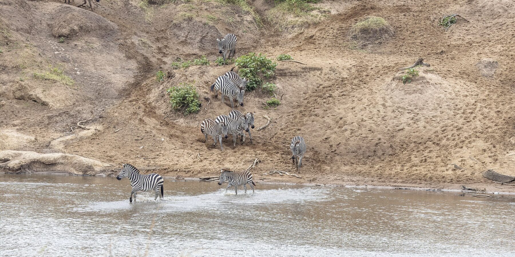 Zebras steigen ein Sandufer hinab und durchqueren den Fluss an einer Furt, oben am Hang warten Gnus
