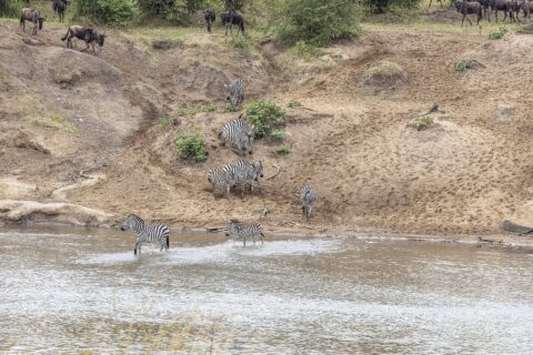 Zebras steigen ein Sandufer hinab und durchqueren den Fluss an einer Furt, oben am Hang warten Gnus