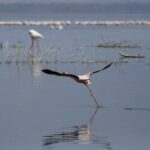Ein Zwergflamingo startet und läuft dabei über das graue Wasser, im Hintergrund eine lange Reihe rosa Flamingos auf dem See