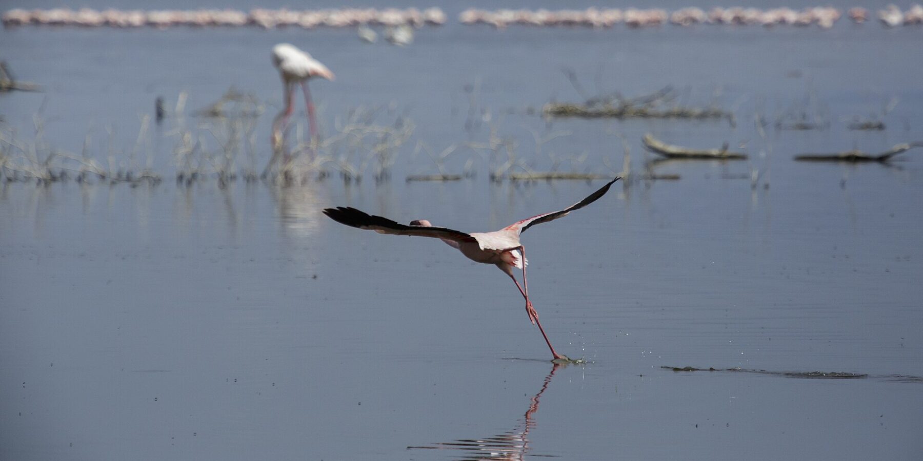 Ein Zwergflamingo startet und läuft dabei über das graue Wasser, im Hintergrund eine lange Reihe rosa Flamingos auf dem See