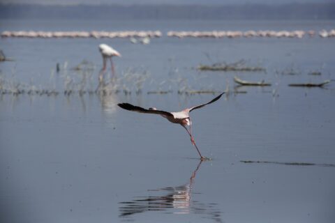 Ein Zwergflamingo startet und läuft dabei über das graue Wasser, im Hintergrund eine lange Reihe rosa Flamingos auf dem See