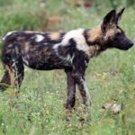 Ein Wildhund im Profil im grünen, mit Blumen getupften Gras, das Fell schwarz, rotbraun und weiß gefleckt, die großen runden Ohren aufgestellt und die Schwanzspitze weiß