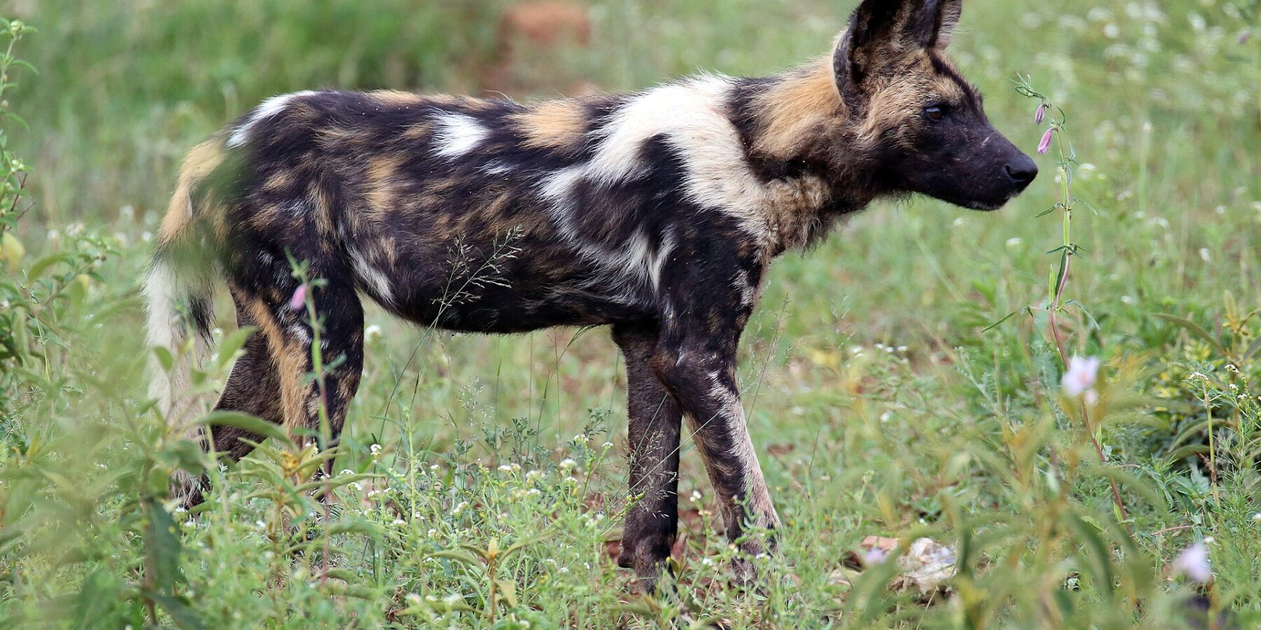 Ein Wildhund im Profil im grünen, mit Blumen getupften Gras, das Fell schwarz, rotbraun und weiß gefleckt, die großen runden Ohren aufgestellt und die Schwanzspitze weiß