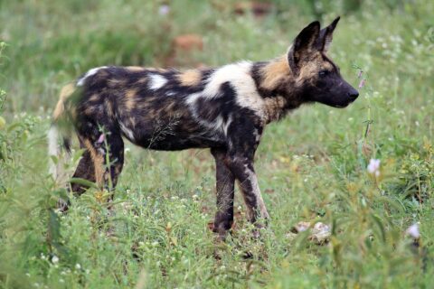 Ein Wildhund im Profil im grünen, mit Blumen getupften Gras, das Fell schwarz, rotbraun und weiß gefleckt, die großen runden Ohren aufgestellt und die Schwanzspitze weiß