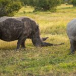 Zwei Südliche Breitmaulnashörner grasen im grünen Gras, eines schlammbedeckt mit langem Horn, das andere hellgrau und von vorn zu sehen