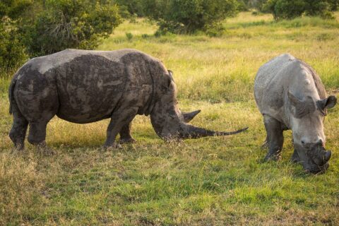 Zwei Südliche Breitmaulnashörner grasen im grünen Gras, eines schlammbedeckt mit langem Horn, das andere hellgrau und von vorn zu sehen