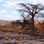 Das trockene, felsige Bett des Großen Ruaha, ein blattloser Baobab am Ufer und Zebras in der Ferne auf dem Hügel