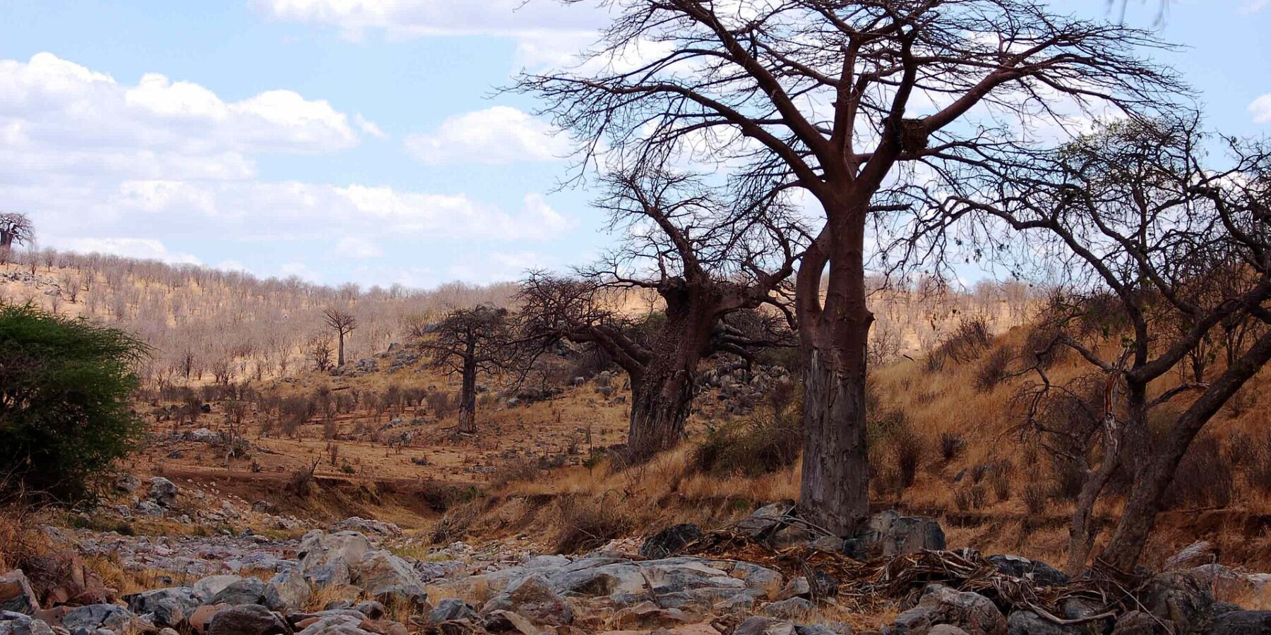 Das trockene, felsige Bett des Großen Ruaha, ein blattloser Baobab am Ufer und Zebras in der Ferne auf dem Hügel
