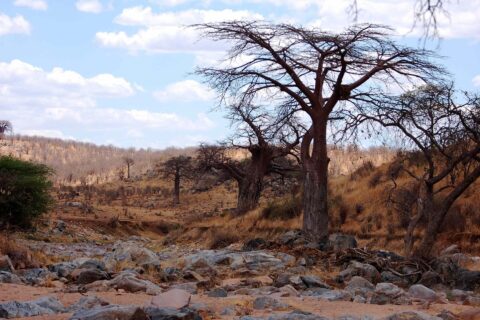 Das trockene, felsige Bett des Großen Ruaha, ein blattloser Baobab am Ufer und Zebras in der Ferne auf dem Hügel