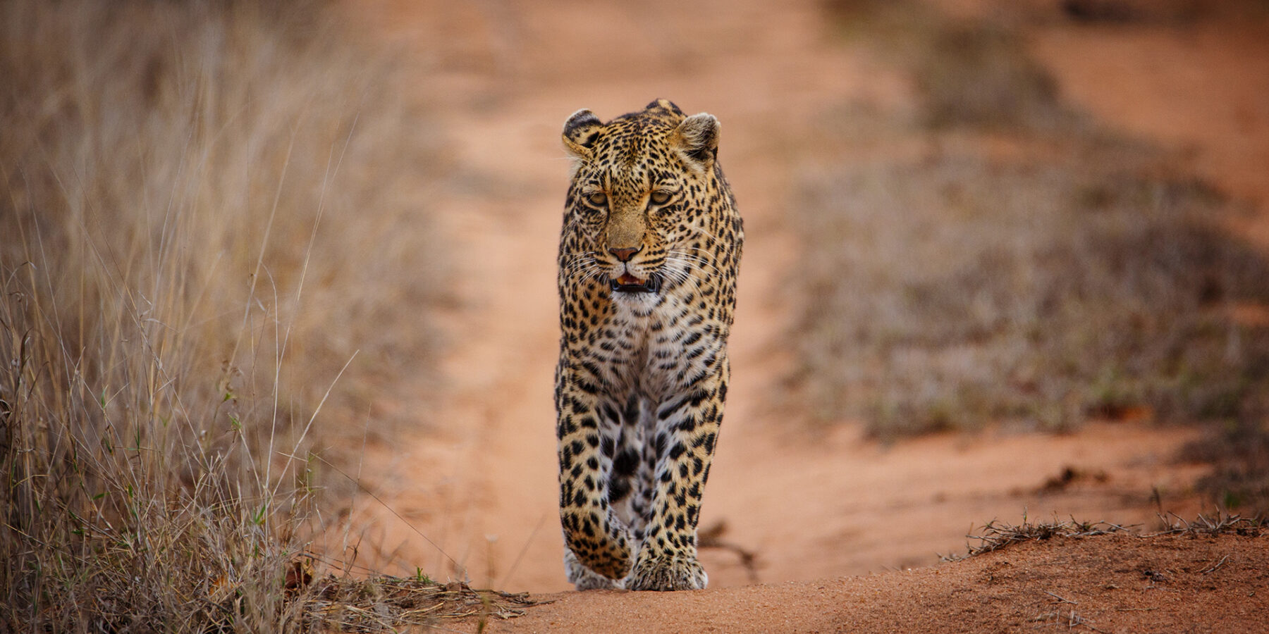 Ein Leopard läuft auf einer roten Sandpiste zwischen trockenem Gras direkt auf die Kamera zu, den Blick fest, eine Vorderpfote erhoben