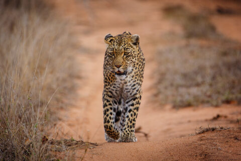 Ein Leopard läuft auf einer roten Sandpiste zwischen trockenem Gras direkt auf die Kamera zu, den Blick fest, eine Vorderpfote erhoben