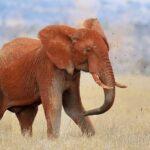 Ein vom Laterit ganz roter Elefant wirft sich mit dem Rüssel Erde auf den Rücken, Erdklumpen fliegen durch die Luft, im trockenen Gras