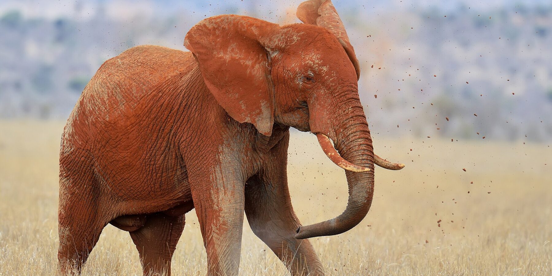 Ein vom Laterit ganz roter Elefant wirft sich mit dem Rüssel Erde auf den Rücken, Erdklumpen fliegen durch die Luft, im trockenen Gras