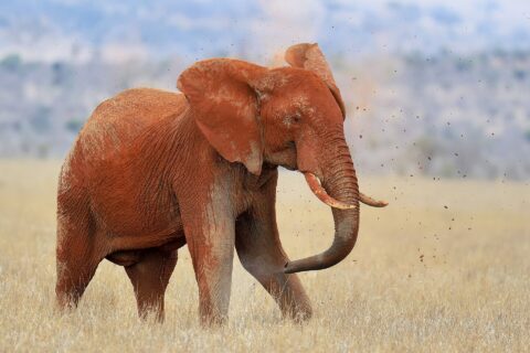 Ein vom Laterit ganz roter Elefant wirft sich mit dem Rüssel Erde auf den Rücken, Erdklumpen fliegen durch die Luft, im trockenen Gras
