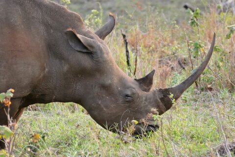 Nahaufnahme eines grasenden Breitmaulnashorns mit gesenktem Kopf, das lange, schlanke und gebogene vordere Horn über dem grünen Gras aufgerichtet, die breite Lippe am Boden