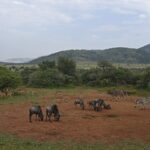 Gnus, Impalas, Zebras und ein männlicher Großer Kudu versammelt auf roter Erde rund um ein Wasserloch, dahinter die grünen Hügel des Kraters