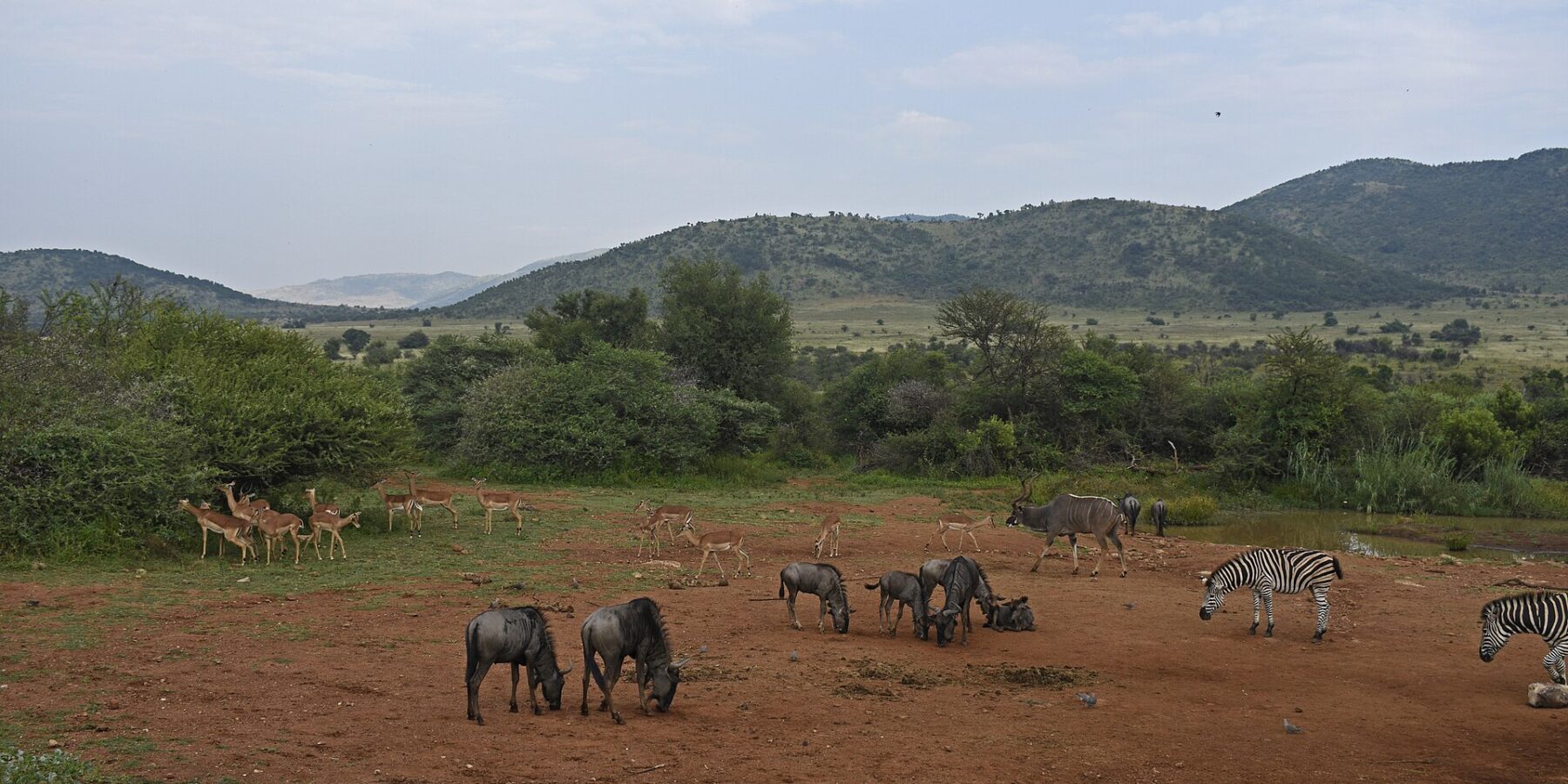 Gnus, Impalas, Zebras und ein männlicher Großer Kudu versammelt auf roter Erde rund um ein Wasserloch, dahinter die grünen Hügel des Kraters
