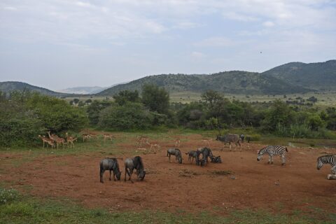 Gnus, Impalas, Zebras und ein männlicher Großer Kudu versammelt auf roter Erde rund um ein Wasserloch, dahinter die grünen Hügel des Kraters