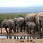 Eine Elefantenfamilie trinkt an einem schlammigen Wasserloch, rechts ein großes Weibchen von vorn, links drei Jungtiere, dahinter niedriger Busch und blaue Hügel