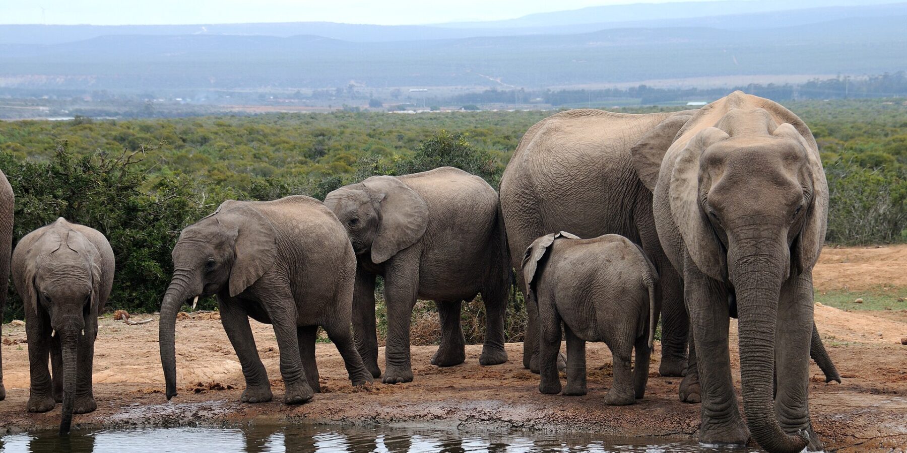 Eine Elefantenfamilie trinkt an einem schlammigen Wasserloch, rechts ein großes Weibchen von vorn, links drei Jungtiere, dahinter niedriger Busch und blaue Hügel