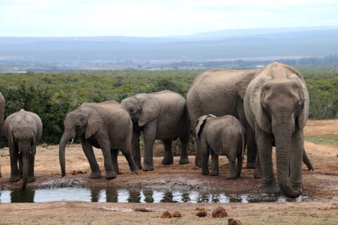 Eine Elefantenfamilie trinkt an einem schlammigen Wasserloch, rechts ein großes Weibchen von vorn, links drei Jungtiere, dahinter niedriger Busch und blaue Hügel