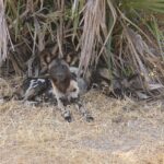 Zwei Wildhunde liegen im trockenen Gras unter Palmwedeln, einer blickt zur Kamera, die großen runden Ohren aufgestellt