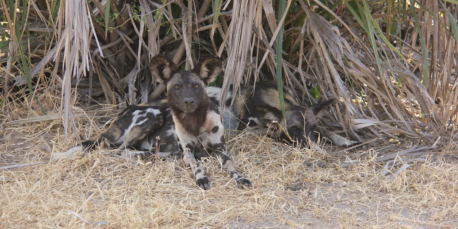 Zwei Wildhunde liegen im trockenen Gras unter Palmwedeln, einer blickt zur Kamera, die großen runden Ohren aufgestellt