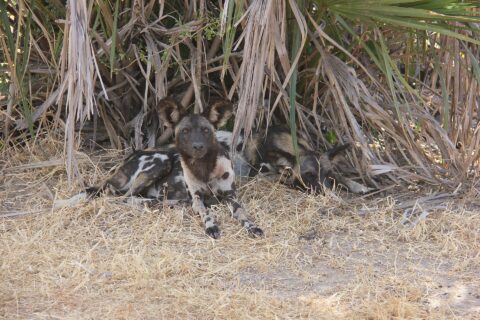 Zwei Wildhunde liegen im trockenen Gras unter Palmwedeln, einer blickt zur Kamera, die großen runden Ohren aufgestellt