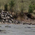 Eine Kolonne Gnus stürzt eine Erdböschung hinab in den grauen Fluss, die ersten schwimmen bereits in einer Reihe zum anderen Ufer