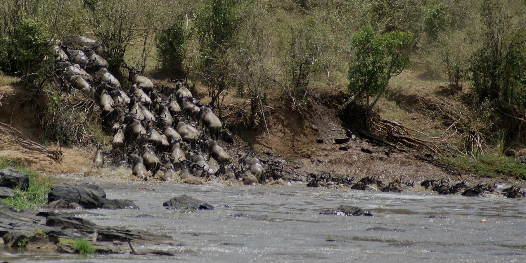 Eine Kolonne Gnus stürzt eine Erdböschung hinab in den grauen Fluss, die ersten schwimmen bereits in einer Reihe zum anderen Ufer