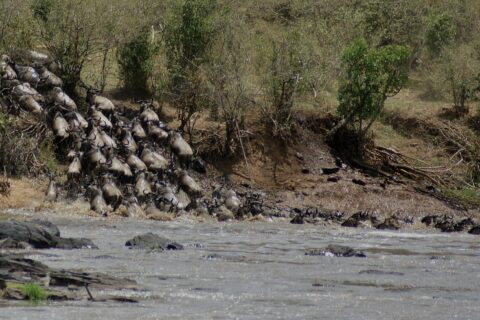 Eine Kolonne Gnus stürzt eine Erdböschung hinab in den grauen Fluss, die ersten schwimmen bereits in einer Reihe zum anderen Ufer