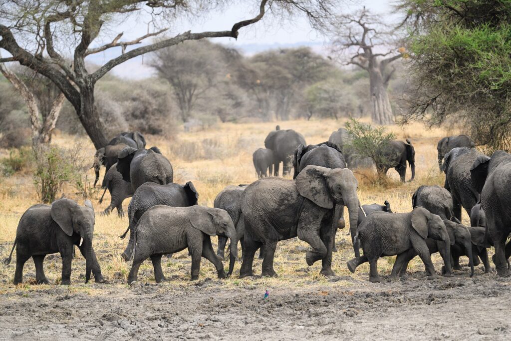 Eine Elefantenherde mit mehreren Jungtieren zieht über schlammigen Boden, dahinter ein Baobab und Akazien