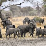 Eine Elefantenherde mit mehreren Jungtieren zieht über schlammigen Boden, dahinter ein Baobab und Akazien