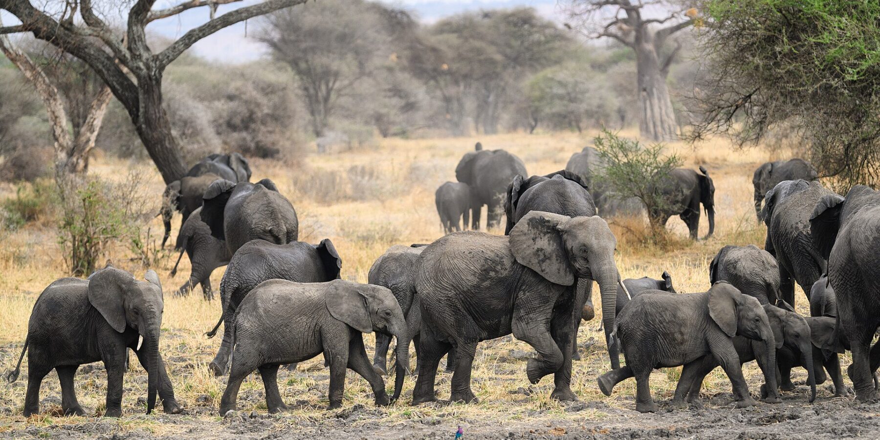 Eine Elefantenherde mit mehreren Jungtieren zieht über schlammigen Boden, dahinter ein Baobab und Akazien