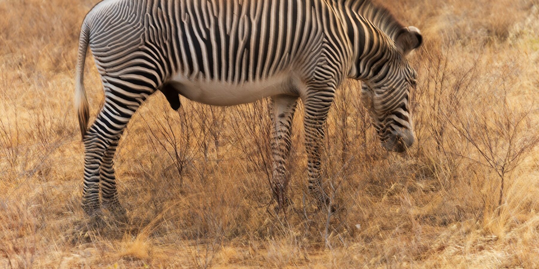 Ein Grevyzebra-Hengst grast im Profil im goldenen Gras, mit feinen, dichten Streifen, weißem Bauch, aufrechter Mähne und großen runden Ohren