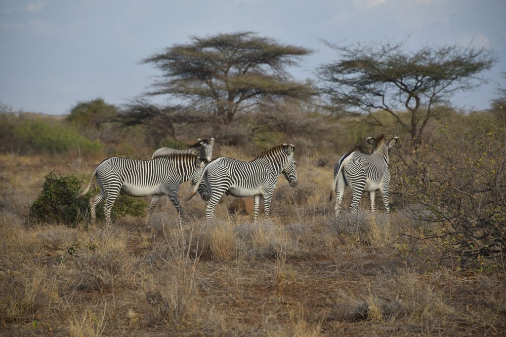 Vier Grevyzebras im trockenen Busch, zwei im Profil und eines von hinten, vor Schirmakazien und Büschen