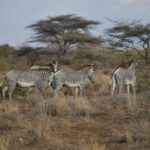 Vier Grevyzebras im trockenen Busch, zwei im Profil und eines von hinten, vor Schirmakazien und Büschen