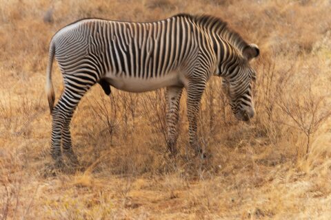 Ein Grevyzebra-Hengst grast im Profil im goldenen Gras, mit feinen, dichten Streifen, weißem Bauch, aufrechter Mähne und großen runden Ohren